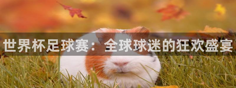 意昂2娱乐平台开户：世界杯足球赛：全