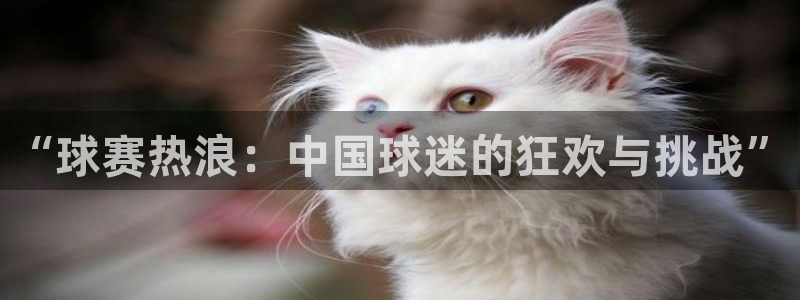 意昂2平台登录：“球赛热浪：中国球迷
