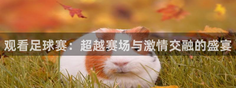 意昂2账号登录入口：观看足球赛：超越赛场与激情交融的盛宴