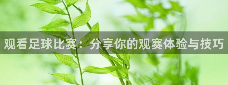 意昂2账号登录入口：观看足球比赛：分享你的观赛体验与技巧