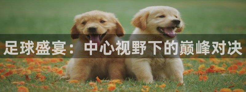 意昂2登录入口：足球盛宴：中心视野下